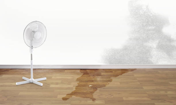 Best Local water damage restoration  in Big Pine, CA